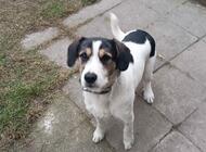 Grajewo ogłoszenia: Oddam w dobre ręce uroczego, wesołego  pieska 11-miesięcznego.... - zdjęcie