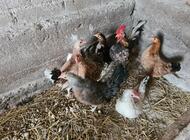 Grajewo ogłoszenia: Witam. Sprzedam 10 kur i koguta widoczne na zdjęciach. Cena do... - zdjęcie