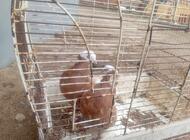 Grajewo ogłoszenia: Sprzedam .para .wajszkopy żółte. - zdjęcie