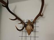 Grajewo ogłoszenia: Rogi jelenia - zdjęcie