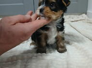 Grajewo ogłoszenia: Szczeniak Yorkshire terrier biewer szuka domu;
wiadomość pod tel. - zdjęcie