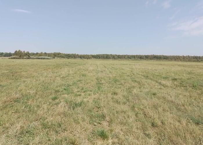 Grajewo ogłoszenia: Wydzierżawię pole. 6 ha. Pieńczykowo/Biebrza gm. Rajgród.